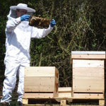 Правила обращения с пчелами