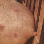 Рожа свиней: симптомы и лечение