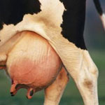 Отек у беременной коровы thumbnail