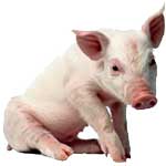 Гиповитаминоз А у поросят и свиней