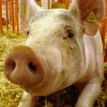 Остеомаляция у свиней