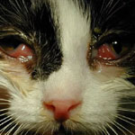 Инфекционный ринотрахеит - герпес у кошек