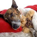 Инфекционный гепатит у собак википедия thumbnail
