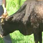 Нодулярный дерматит крупного рогатого скота: признаки, диагноз ...