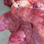 Пневмония легких у свиней фото thumbnail