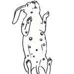 Стафилококк у кроликов лечение в домашних условиях thumbnail
