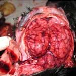 Анемия и гиперемия головного мозга животных thumbnail