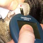 Этиология сахарного диабета у кошек thumbnail