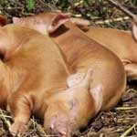 Язвенная болезнь желудка у свиней