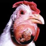 68 инфекционные болезни птиц болезнь марека орнитоз пастереллез холера thumbnail