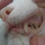 Анемия мочевого пузыря у кота thumbnail