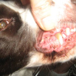Анемия мочевого пузыря у собаки thumbnail