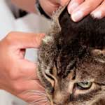 Воспаление наружного уха у кошки