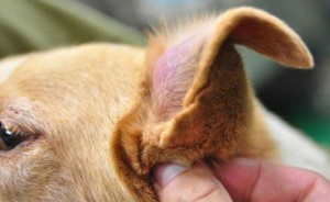 Ушная гематома у собак