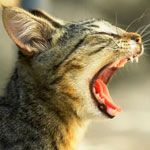 Запах изо рта кошек - профилактика, причины, устранение