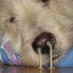 Заложен нос у собаки лечение. Основные симптомы – на что обратить внимание. Если у собаки покраснение глаз и сопли