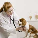 Бронхит у собаки симптомы и лечение