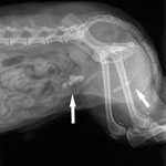Мочекаменная болезнь у собак: симптомы и лечение камней в мочевом пузыре