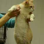 Инфекционный кошачий перитонит (FIP)