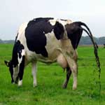 Понос у коровы лечение в домашних условиях, вирусная диарея КРС