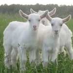 Причины поноса у коз и способы решения проблемы в домашних условиях