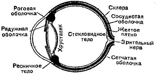 Строение глаза у собаки анатомия фото