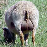 Послеродовые осложнения возникающие у овец после ягнения
