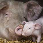 Запор у свиньи после родов thumbnail
