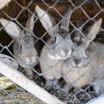 Кожный клещ у кроликов лечение в домашних условиях thumbnail