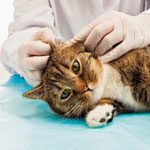 Чесотка у кошек: причины, профилактика, лечение