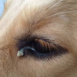 У собаки гноятся глаза, что делать?