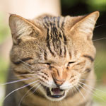 Почему кошка чихает и чем это может быть опасно