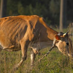 Корова худеет после отела: каковы причины и что предпринять?