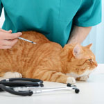 Гастроэнтерит у кошки лечение в домашних условиях thumbnail