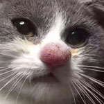 Кота укусила оса в нос — кошка укушенная пчелой