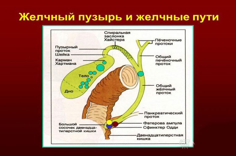 Желчный пузырь у курицы фото