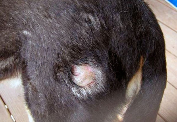 Власоеды у собак: симптомы, лечение, профилактика | Ветеринарная служба  Владимирской области