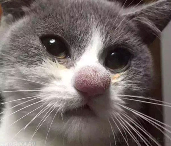 У котенка аллергия чем лечить