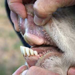 Зубы у коровы