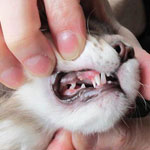 Когда у котенка выпадают молочные зубы?