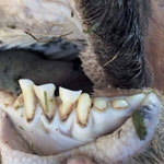 Смена зубов у коров