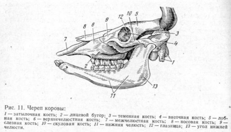 Зубы у козы схема