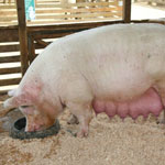 Сколько дней ходит беременная свинья: методы определения