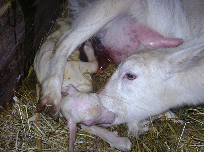 Беременность у козы