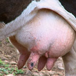 Причины снижения удоя у коровы