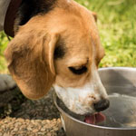 9 причин, почему собака много пьет воды: возможные заболевания