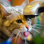 Почему кот или кошка много пьет воды и часто ходит в туалет