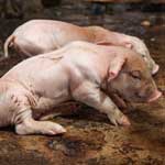 Отравление у свиней - что предпринять