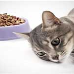Кошка отказывается от еды причины симптомы болезни