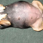 Газообразование в кишечнике у собак лечение, как лечить у таксы вздутие живота?